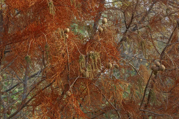 秋の池サイプレスツリー — ストック写真