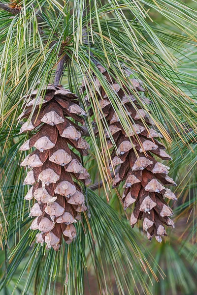Bhutan Pine Cones Background View — Stock Photo, Image