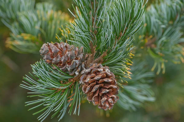 Close Image Cleary Japanese White Pine Cones — Stock Photo, Image