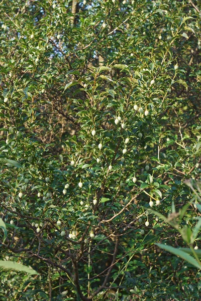 Árvore Snawbell Japonês Com Frutas — Fotografia de Stock