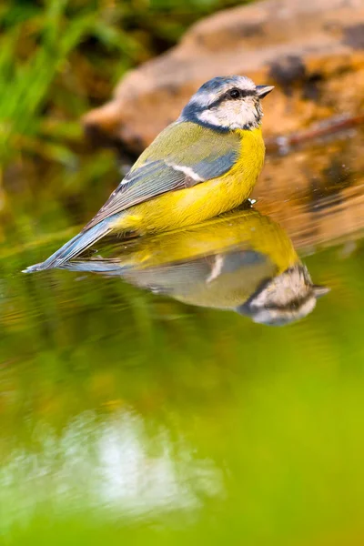 Göletteki Küçük Sevimli Kuşun Yakın Görüntüsü — Stok fotoğraf