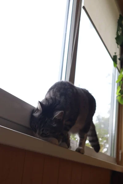Eine Graue Katze Steht Auf Der Fensterbank Fenster — Stockfoto