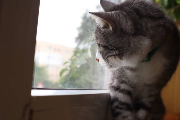 一只灰色的猫站在窗台上朝外看 — 图库照片