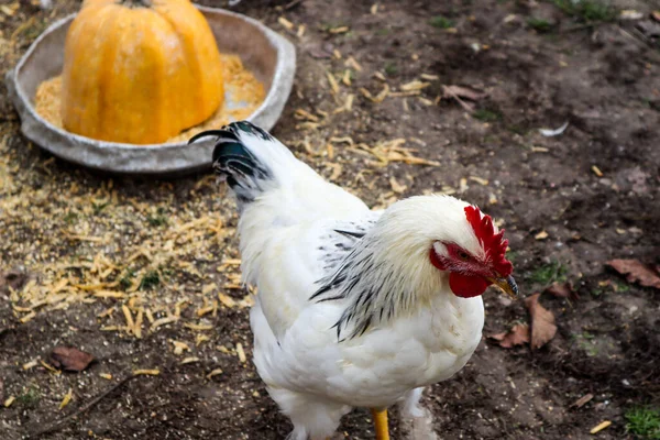 鶏が庭で穀物を摘んでいる — ストック写真