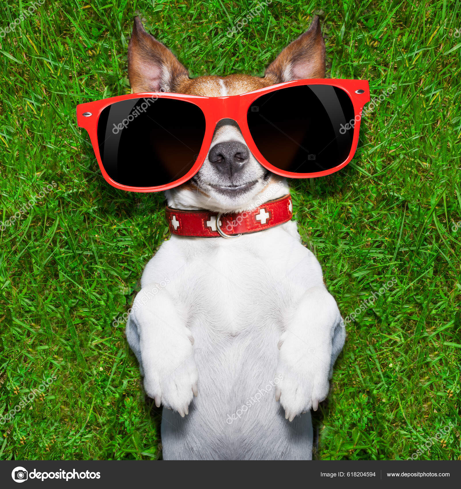 Very Funny Dog Sunglasses — Stock Photo © YAY_Images #618204594