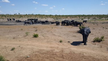 Herd of elephants around a waterpool 