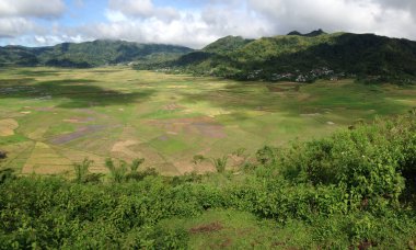 Spider Web Rice Field