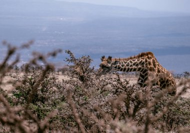 Tanzanya Milli Parkı 'ndaki ağaçtan yemek yiyen görkemli zürafa.