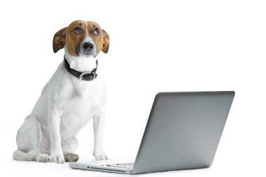 köpek beyaz arkaplanda izole edilmiş dizüstü bilgisayar kullanıyor