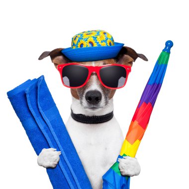 köpek yaz tatilleri beyaz arka planda izole