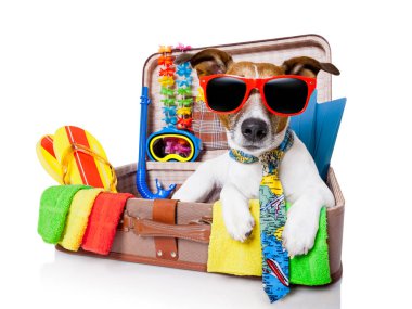 Yaz tatili köpeği beyaz arka planda izole edilmiş
