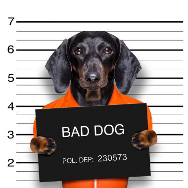 Dachshund köpeği, polis sabıka fotoğrafı.