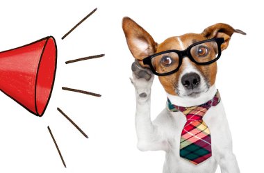 Telefondaki köpek beyaz arka planda izole edilmiş.