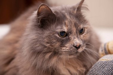 Gri Kedi yakın çekim görüntüsü dinleniyor