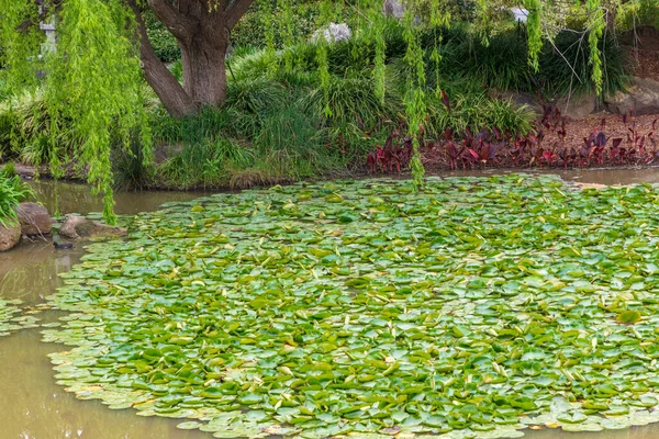 Κρίνοι Πράσινου Νερού Μια Μεγάλη Λίμνη Στον Κήπο — Φωτογραφία Αρχείου