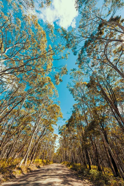 Guardando Alto Attraverso Baldacchino Degli Alberi Nel Cielo Blu Australia — Foto Stock