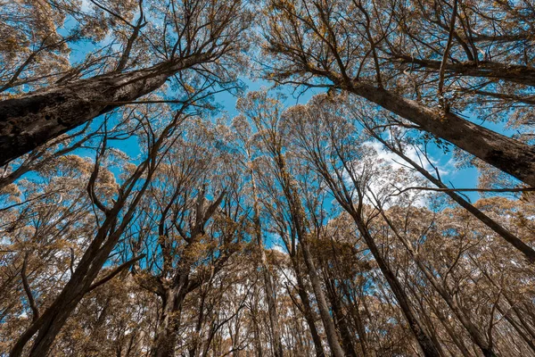 Bottom view through tree canopy into blue sky in regional Australia