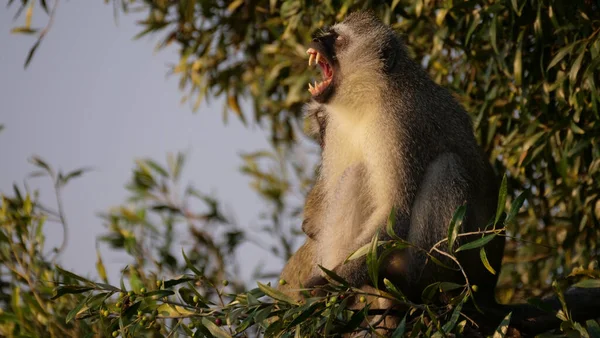 Vervet Monkey Yawning Background View — Stock Photo, Image