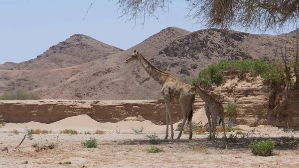 Stado Żyrafy Stojące Cieniu — Zdjęcie stockowe