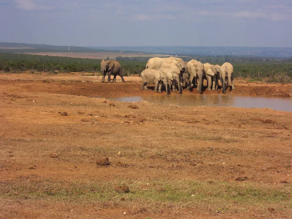 Group Elephants Water Pool — Stock Photo, Image