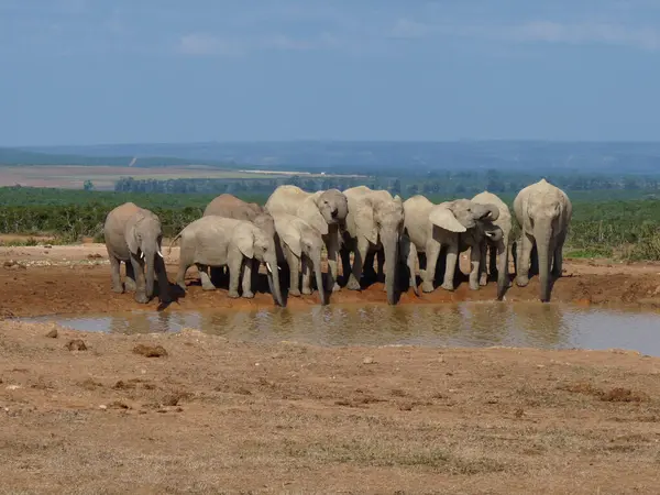 Grupo Elefantes Piscina Agua —  Fotos de Stock