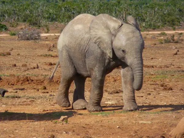 Χαριτωμένο Μωρό Ελέφαντα Άποψη Φόντο — Φωτογραφία Αρχείου