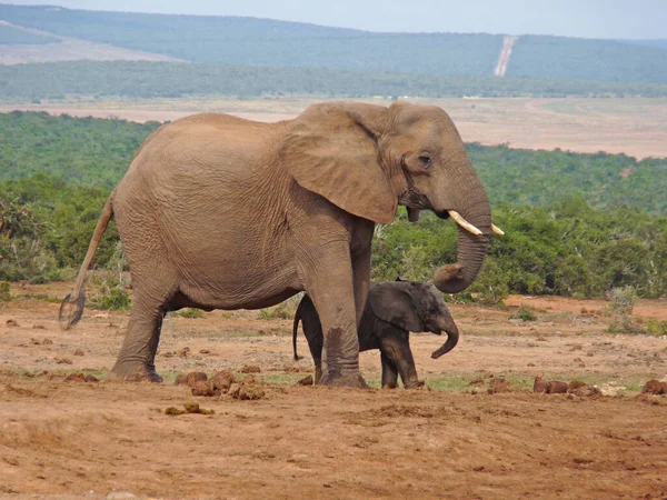 Elefante Madre Bebé — Foto de Stock
