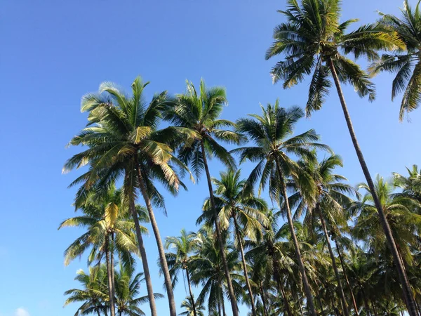 Palmtrees Ngwe Saung Beach — Stock Photo, Image