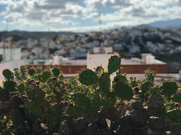 Looking Las Palmas — Fotografia de Stock