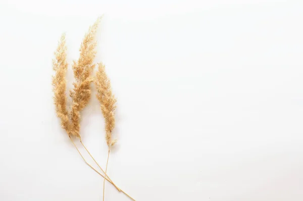 Dried Grass White Background — Stockfoto