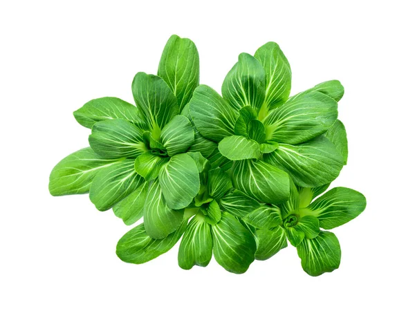 Isolated Top View Green Lettuce Cantonese Vegetable Fresh Cultivated Plant — Zdjęcie stockowe