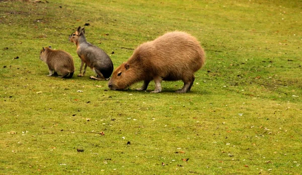 잔디에 Capybaras — 스톡 사진