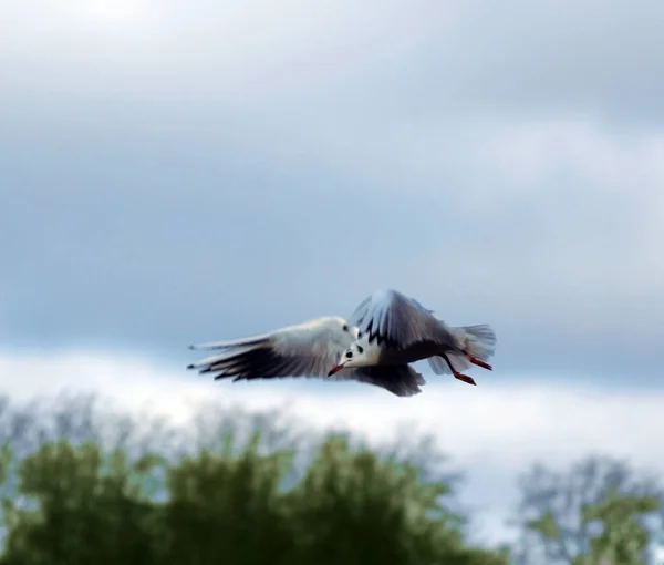 曇り空を飛ぶカモメ — ストック写真