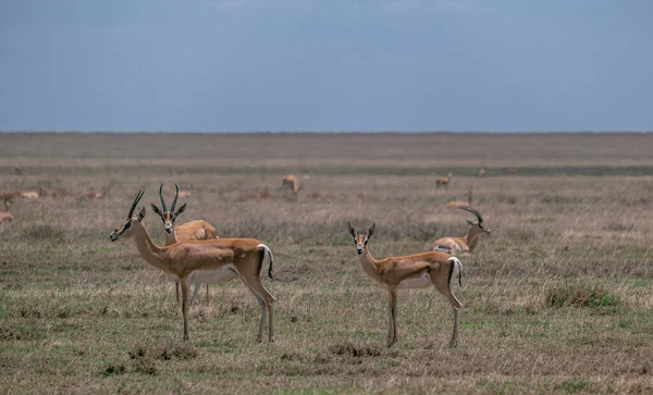 Group Antelopes Savanna Tanzania National Park — Stock Photo, Image