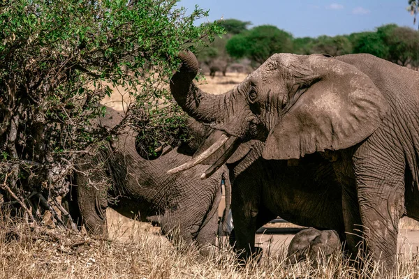 Αφρικανικοί Ελέφαντες Που Τρώνε Από Δέντρα Εθνικό Πάρκο Τανζανίας — Φωτογραφία Αρχείου