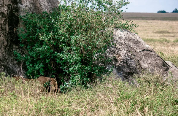 Λιοντάρια Πάνω Και Δίπλα Στο Βράχο Στο Εθνικό Πάρκο Σαβάνα — Φωτογραφία Αρχείου