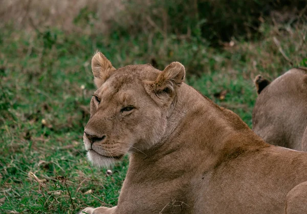 Yalan Söyleyen Dişi Aslan Tanzanya Milli Parkı Bakıyor — Stok fotoğraf