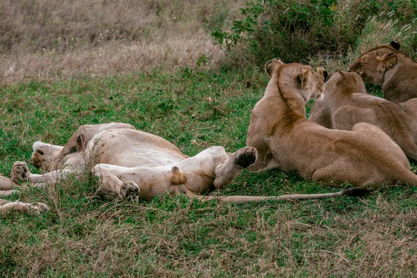 Lwy Liyng Parku Narodowym Tanzanii — Zdjęcie stockowe