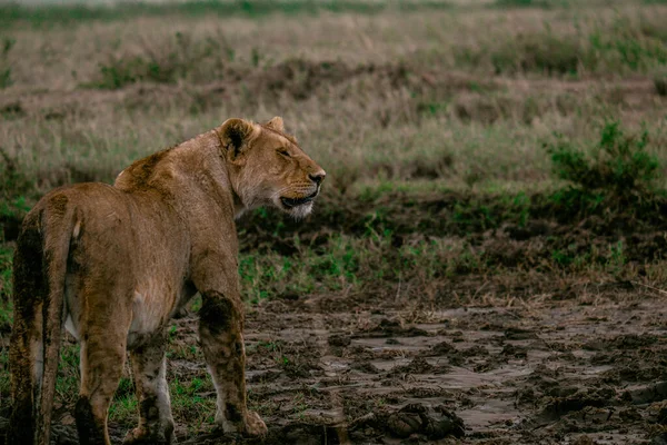 Lwica Błocie Savana Tanzania Park Narodowy — Zdjęcie stockowe