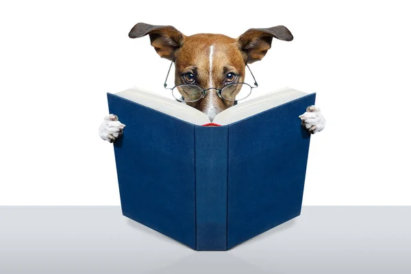 Reading Book Dog — Zdjęcie stockowe