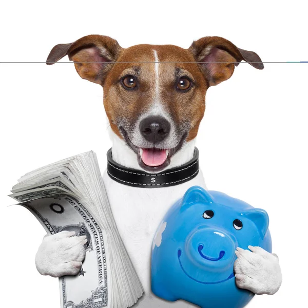 Money Dog Isolated White Background — Stock Photo, Image