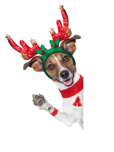 Reindeer Dog Isolated White Background — Stock Photo, Image
