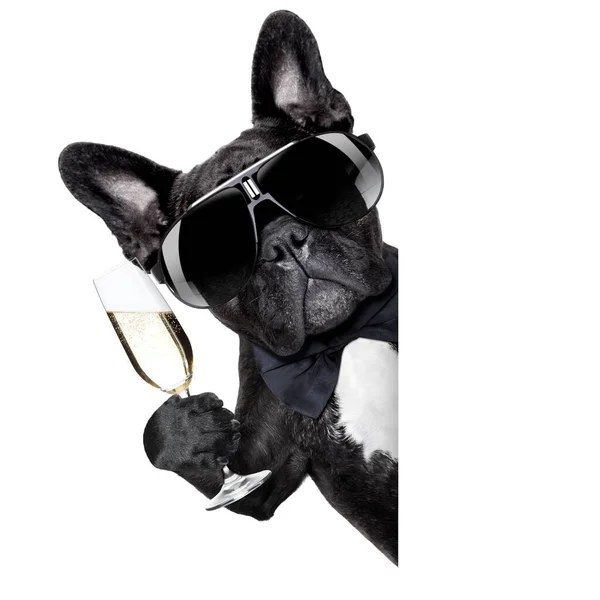 Champagner Hund Isoliert Auf Weißem Hintergrund — Stockfoto