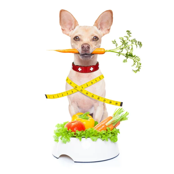 白い背景に隔離された健康な空腹の犬 — ストック写真