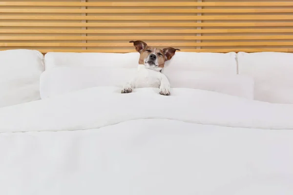 Αστείο Χαριτωμένο Σκυλί Που Βρίσκεται Στο Κρεβάτι — Φωτογραφία Αρχείου