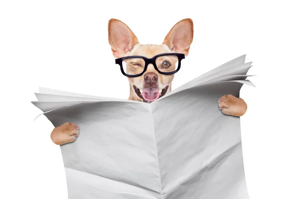 Dog Reading Newspaper Isolated White Background — Stock Photo, Image