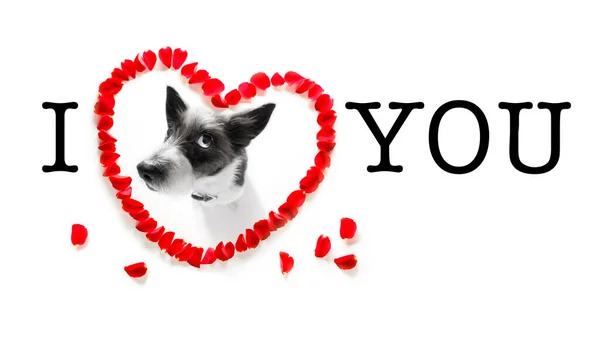 ホワイトバックグラウンドで隔離された幸せなバレンタイン犬 — ストック写真
