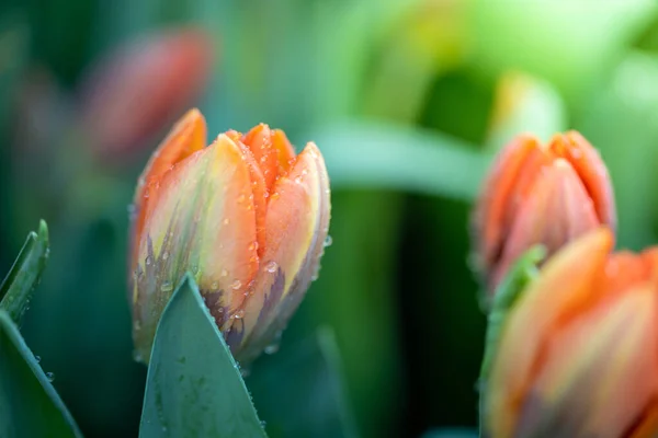 漂亮的郁金香花 多彩的郁金香 自然背景 — 图库照片
