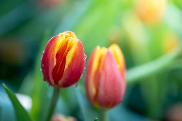 チューリップの美しい花束 カラフルなチューリップ 自然背景 — ストック写真