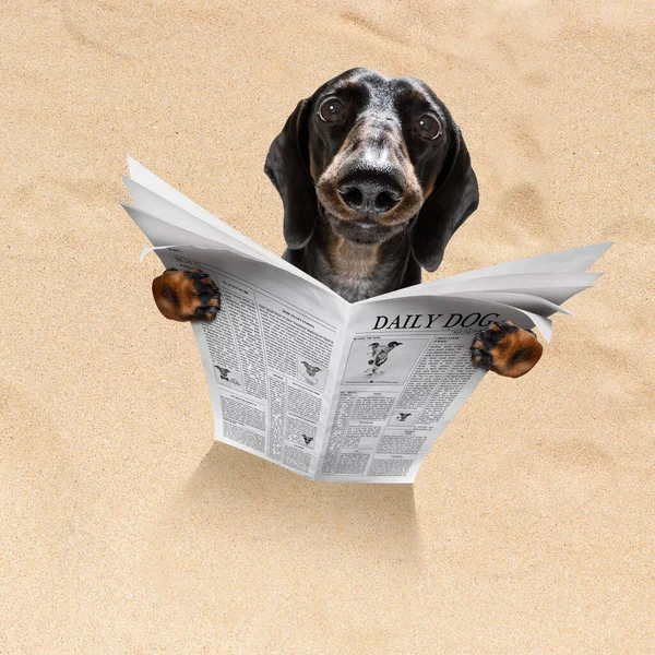 狗在海滩读报纸 — 图库照片